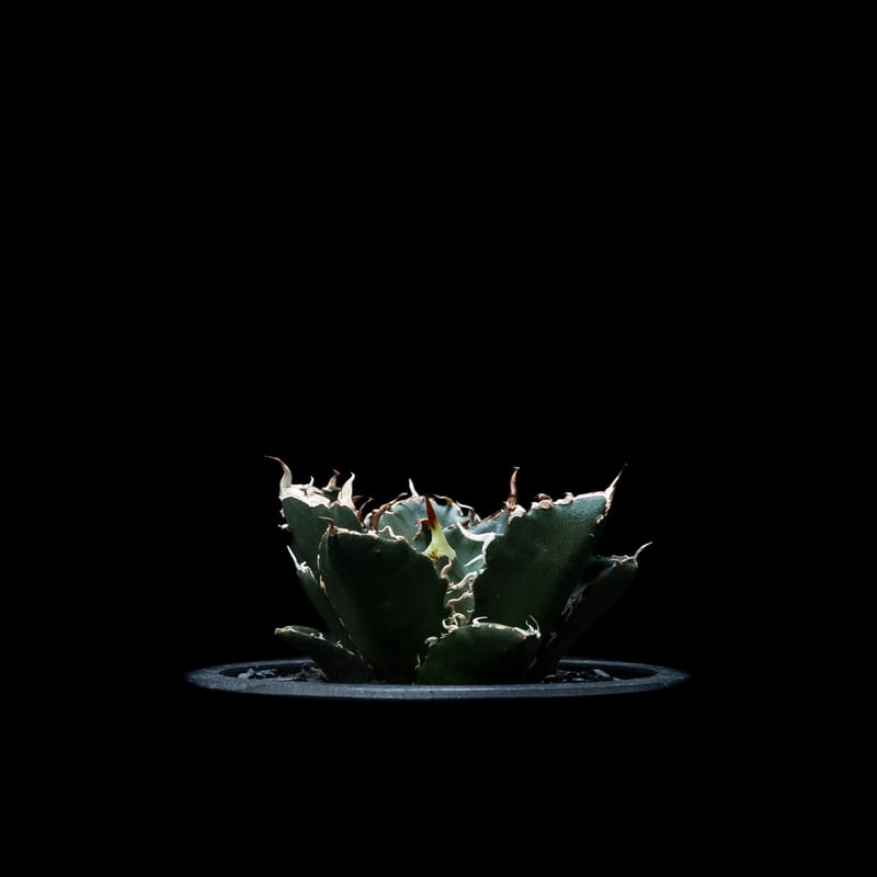 アガベ チタノタ 白鯨 / Agave titanota 'White Whale' #9 | アガベ チタノタ 白鯨 / Agave titanota 'White Whale' #9 |