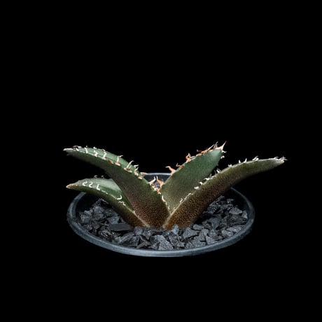 アガベ チタノタ 白鯨 / Agave titanota ‘White Whale’ #52