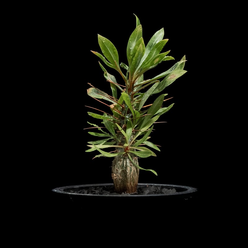 中型 塊根植物 Foquieria pulpusii 中型 塊根植物 Foquieria pulpusii