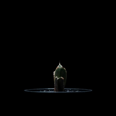 アガベ チタノタ レッド・キャットウィーズル / Agave titanota ‘Red Catweazle’ #36