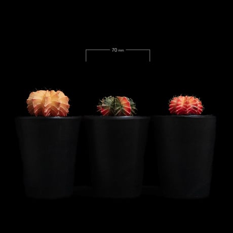 ギムノカリキウム ミハノビッチ 緋牡丹錦 / Gymnocalycium mihanovichii 'Hibotan Nishiki' #4#5#6（3set）