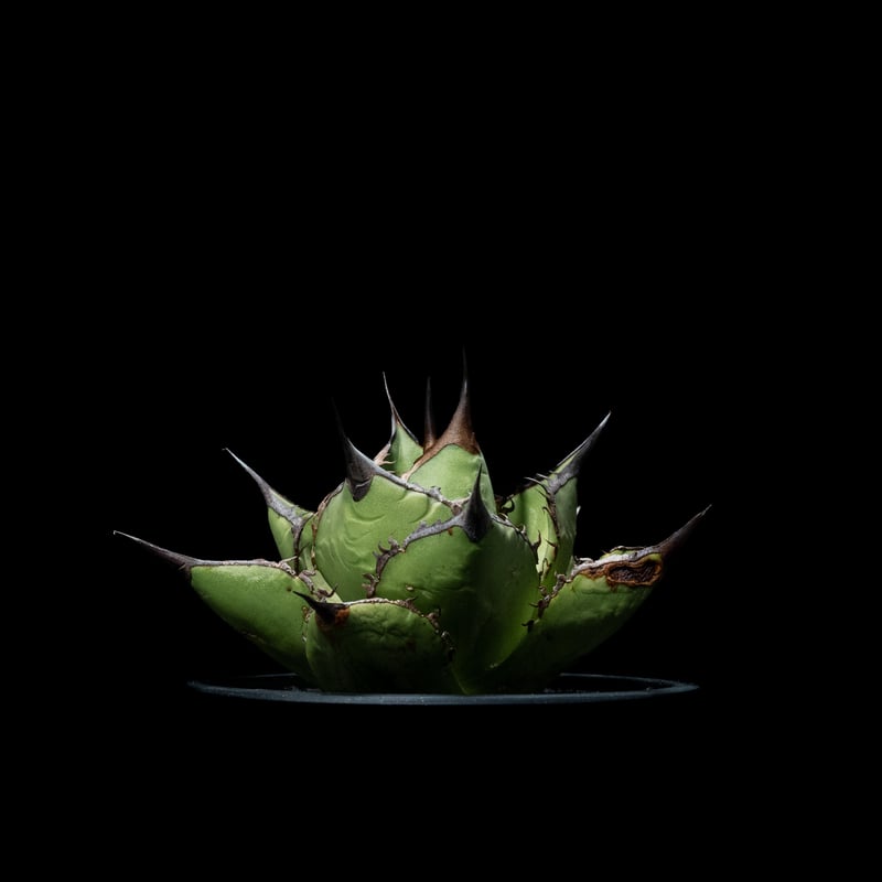 アガベチタノタ ダブルヘッド スペード 黒桃 カキ仔 多数 アガベ チタノタ 黒桃 (カキ仔) / Agave titanota 'Spade' #4 |