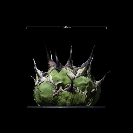 アガベ チタノタ ハデス / Agave titanota ‘Hades’ #2