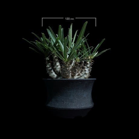 パキポディウム グラキリス / Pachypodium rosulatum var. gracilius #99