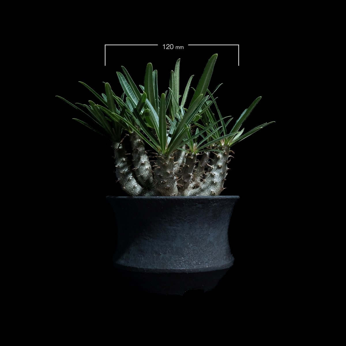 パキポディウム グラキリス / Pachypodium rosulatum var. grac