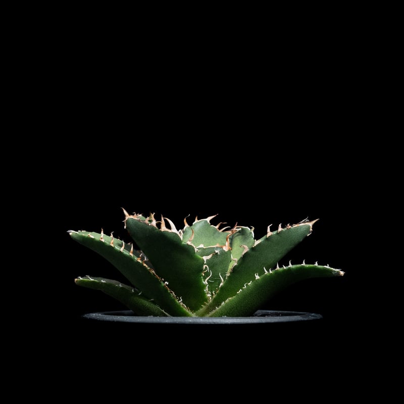 アガベ チタノタ 白鯨 / Agave titanota 