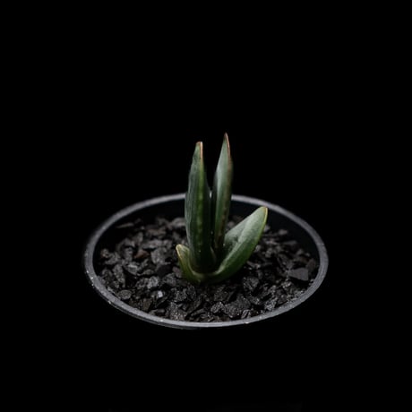 アロエ ロンギスティラ / Aloe longistyla