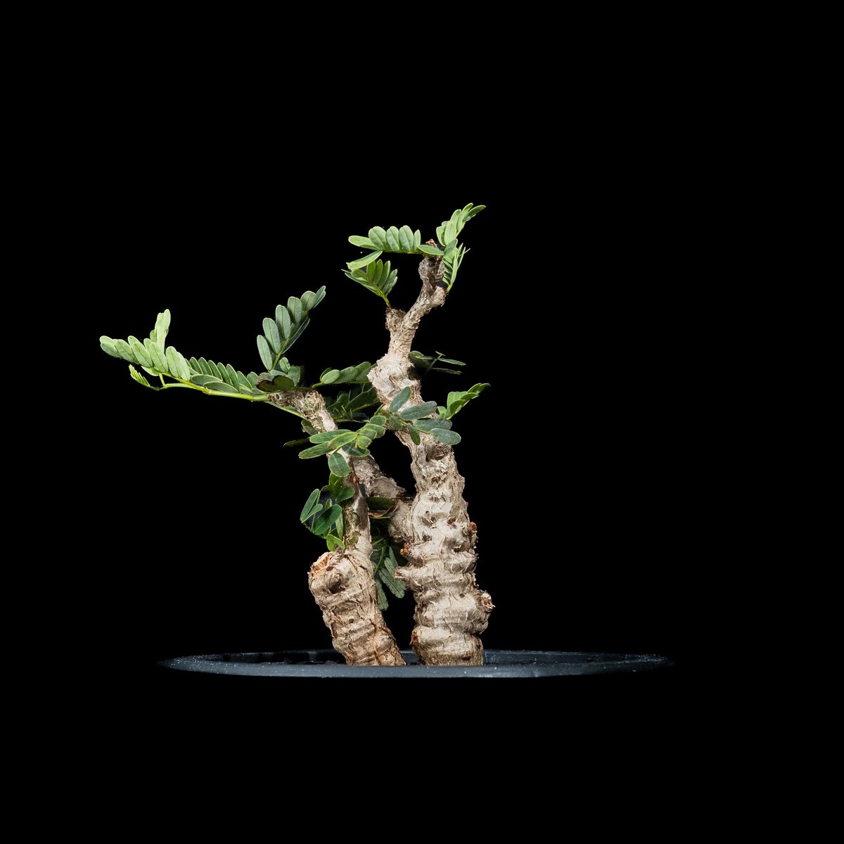 センナ メリディオナリス Senna meridionalis 大株　低重心 センナ メリディオナリス Senna meridionalis 大株 低重心 センナ メリ