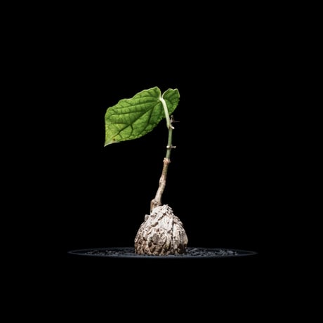 マテレア シクロフィラ / Matelea cyclophylla