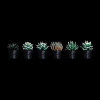 LOBINDON ミニチュア アガベAセット