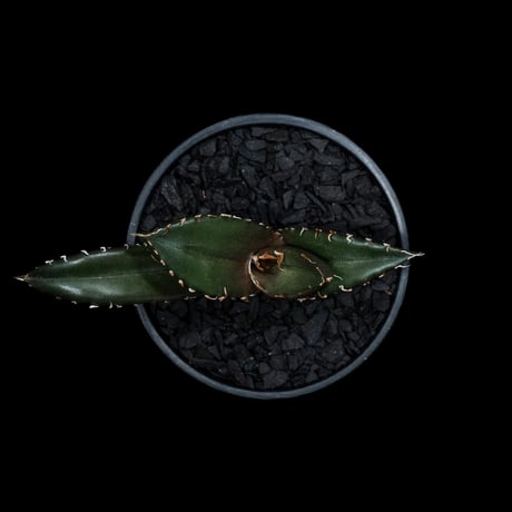 アガベ チタノタ 白鯨 / Agave titanota ‘White Whale’ #54