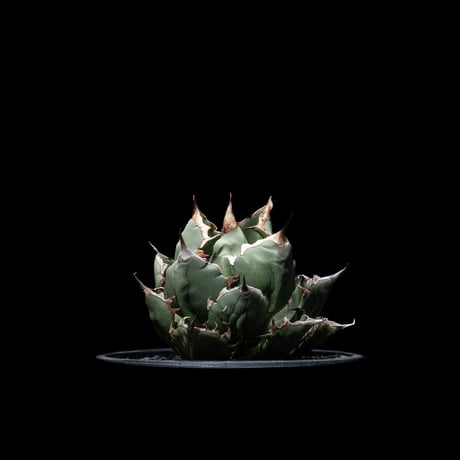 アガベ チタノタ 姫厳竜 子株付き / Agave titanota ‘Dwarf’ #14