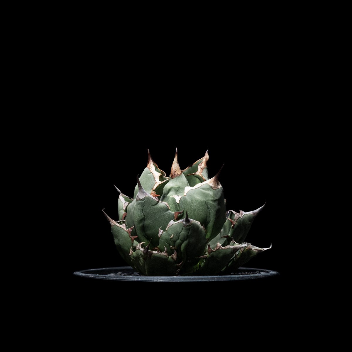 アガベ チタノタ 姫厳竜 子株付き / Agave titanota 'Dwarf' #14