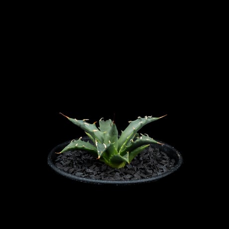 アガベ ユタエンシス ネバデンシス / Agave utahensis var. nevadensis #1