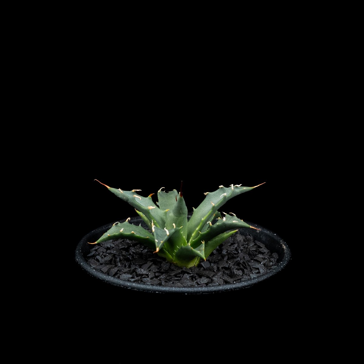 アガベ ユタエンシス ネバデンシス / Agave utahensis var. nevade