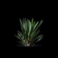 パキポディウム グラキリス / Pachypodium rosulatum var. gracilius #41