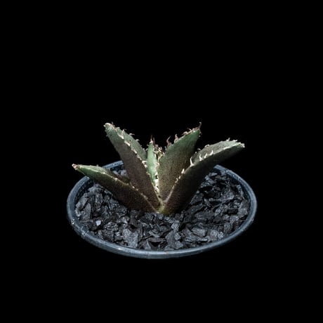 アガベ チタノタ 白鯨 / Agave titanota ‘White Whale’ #15