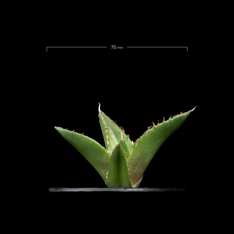 アガベ チタノタ ハデス / Agave titanota ‘Hades’ #16