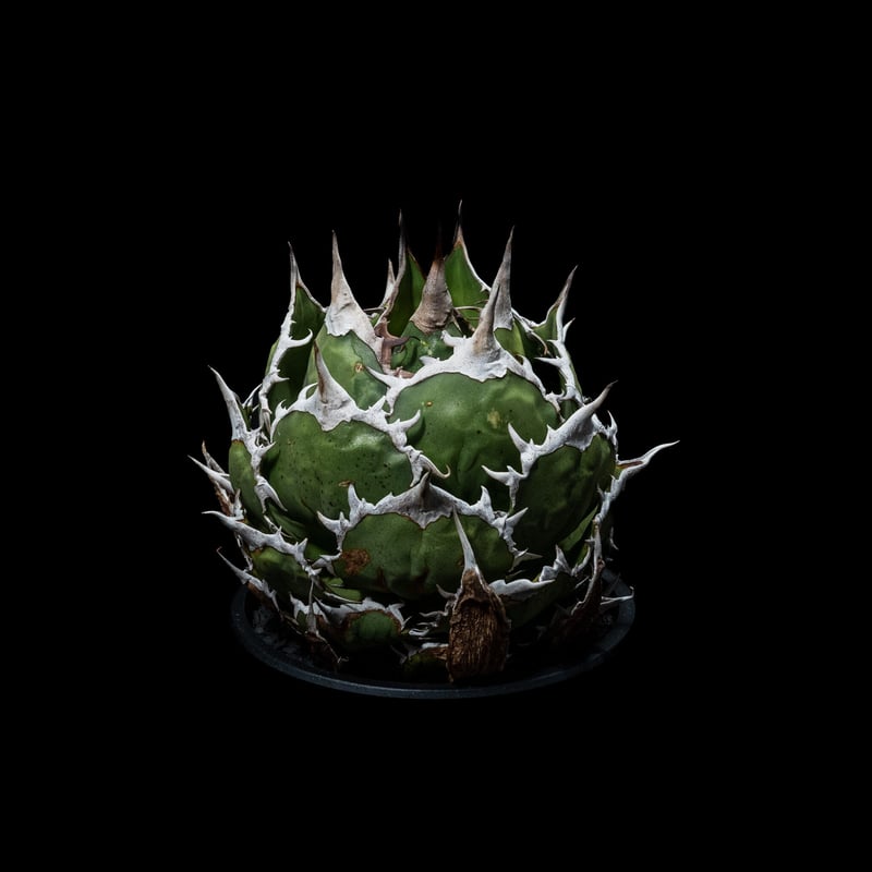 アガベ　チタノタ　魚刺　WH NURSERY アガベ チタノタ 魚刺 / Agave titanota 'Fish Spine' #1 |