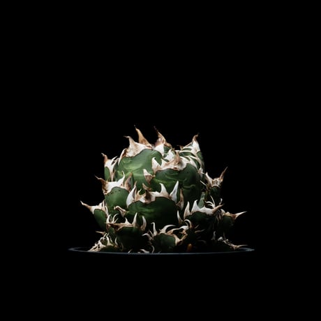 アガベ チタノタ レッド・キャットウィーズル  / Agave titanota ‘Red Catweazle’ #6