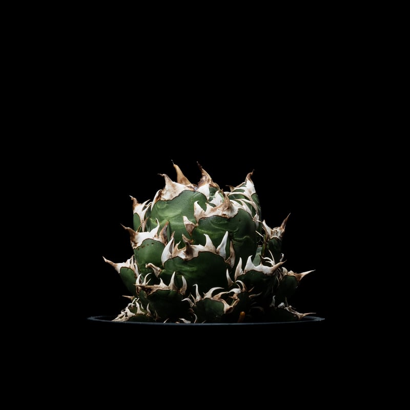 アガベ チタノタ レッドキャットウィーズル 中斑 アガベ チタノタ レッド・キャットウィーズル / Agave titanota 'Red C