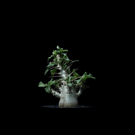 パキポディウム サウンデルシー / Pachypodium saundersii #4