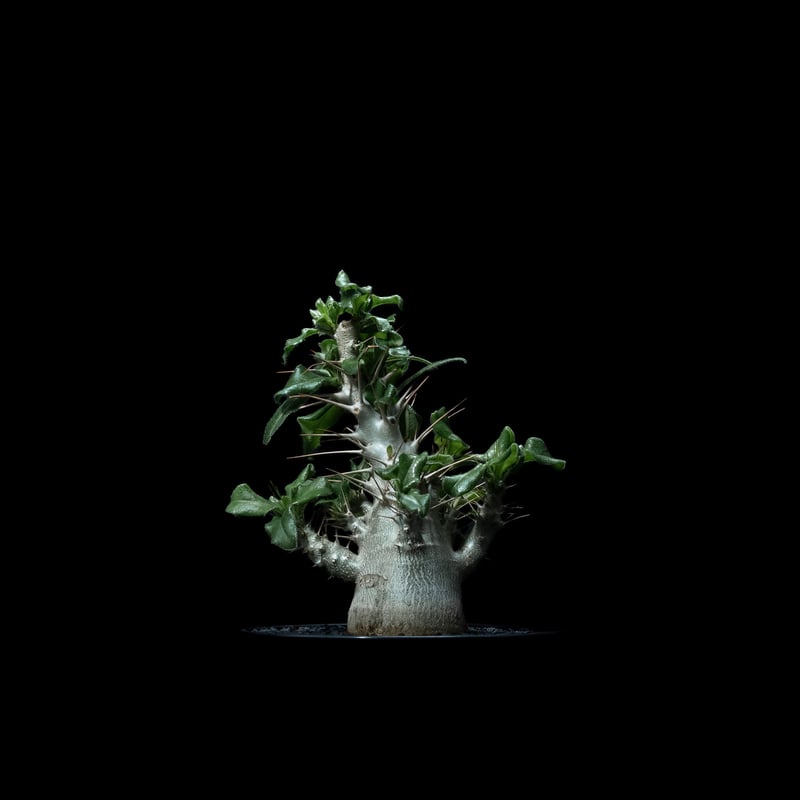 パキポディウム・サンデルシー （ Pachypodium saundersii ） パキポディウムサンデルシー | STORES