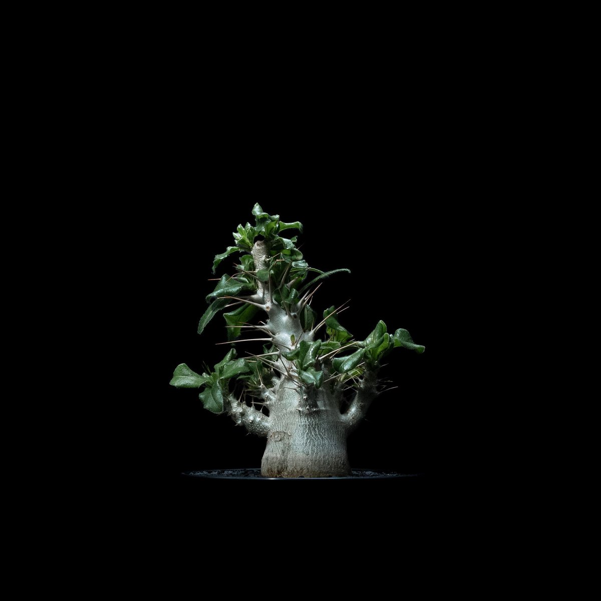 パキポディウム サウンデルシー / Pachypodium saundersii #4 | D