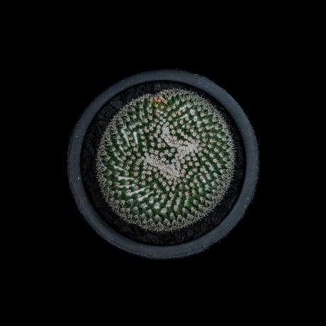 マミラリア 大福丸 / Mammillaria perbella #1