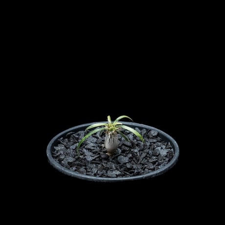 パキポディウム グラキリス / Pachypodium rosulatum var. gracilius #21
