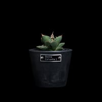 アガベ 王妃笹の雪 A型 白覆輪斑 ピンキー / Agave filifera var. co