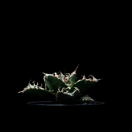 アガベ チタノタ シーザー / Agave titanota ‘Caesar’ #6