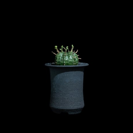 ユーフォルビア バリダ / Euphorbia meloformis ssp. valida #6