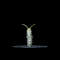 パキポディウム イノピナツム / Pachypodium rosulatum var.inopinatum #1