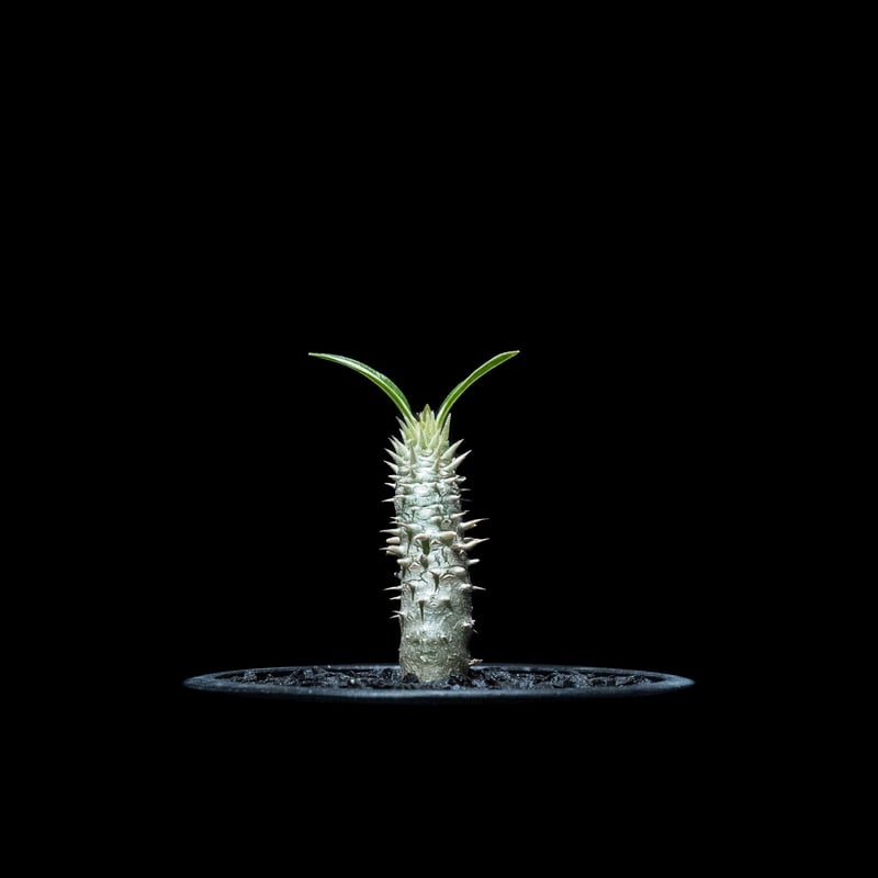 パキポディウム イノピナツム Pachypodium inopinatum Pachypodium inopinatum パキポディウム イノピナツム no.2 特選