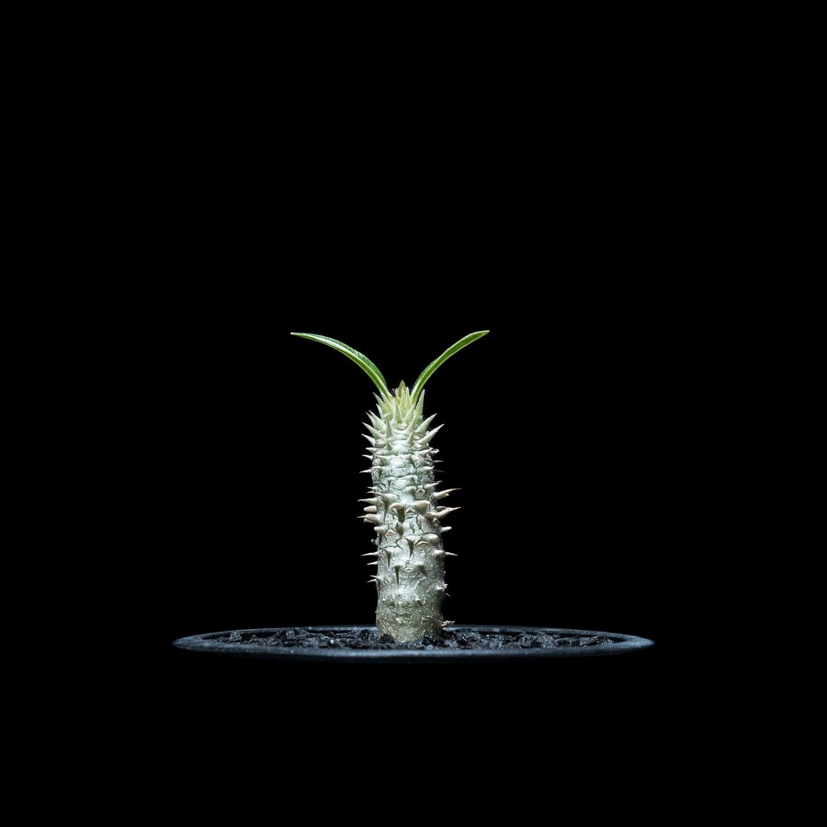 パキポディウム イノピナツム / Pachypodium rosulatum var.inop