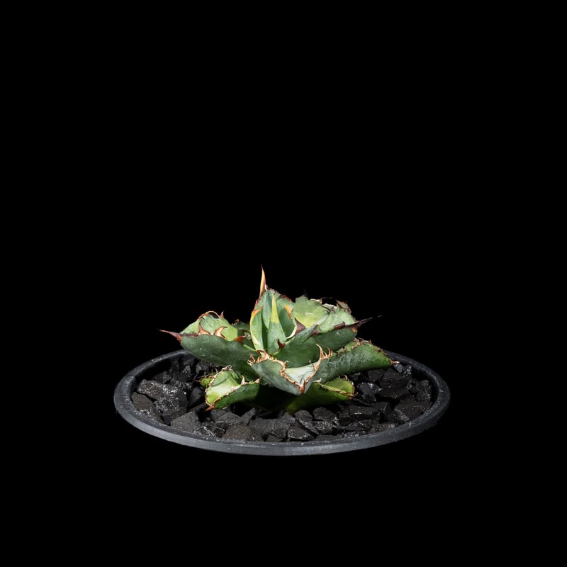 化粧石 黒燻淡路瓦(黒燻玉) 詰替え用パック 中粒(8~14mm