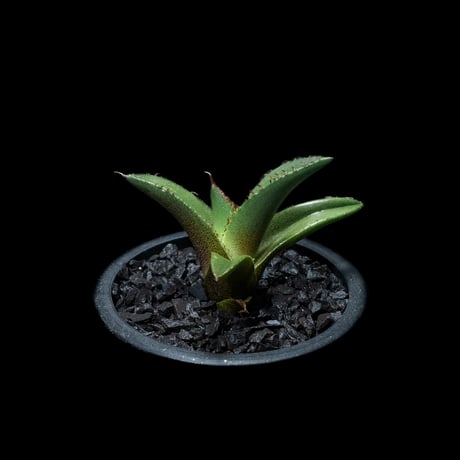 アガベ チタノタ 黒火焔 / Agave titanota ‘Black Fire’ #13
