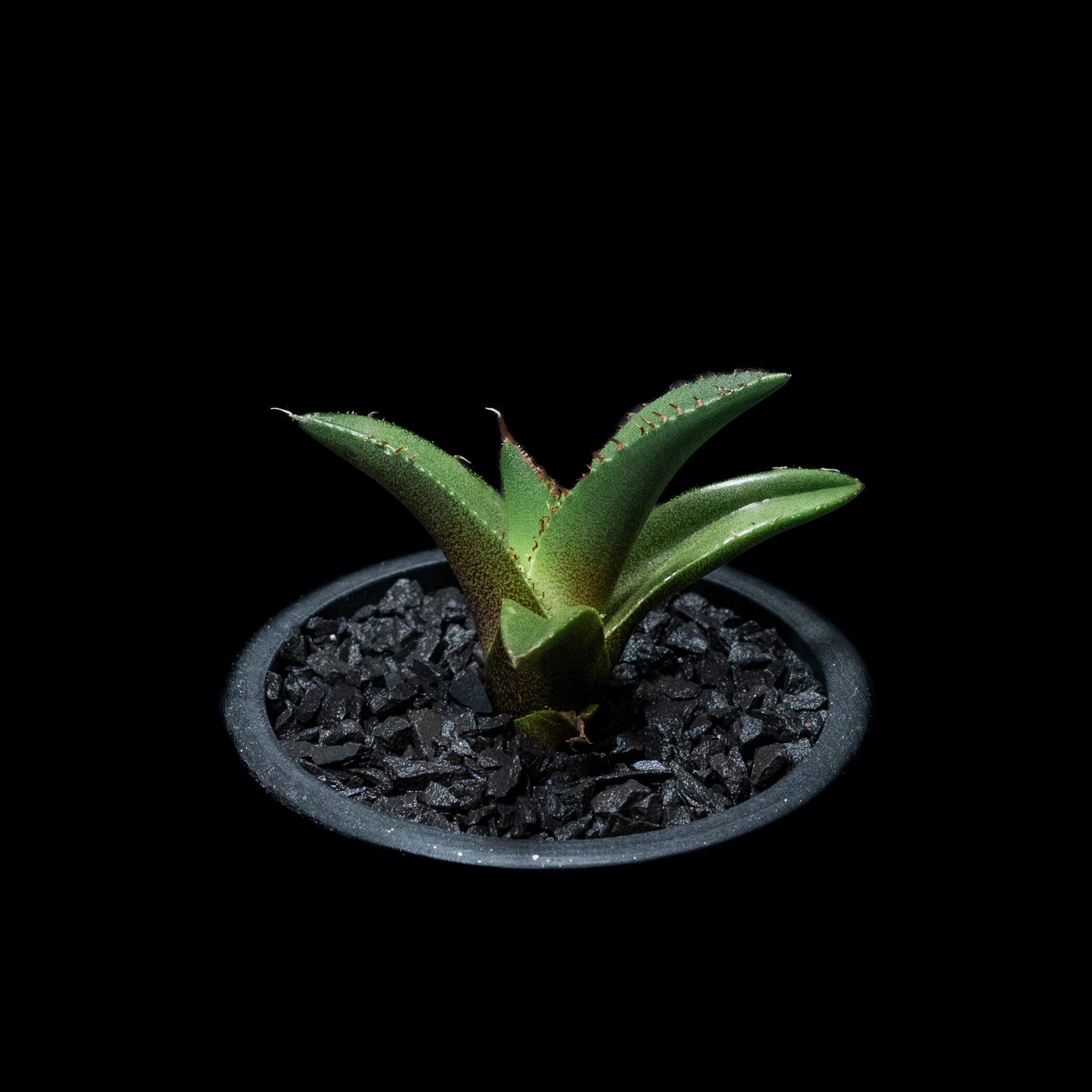 アガベ チタノタ 黒火焔 / Agave titanota 'Black Fire' #13 | Ducks