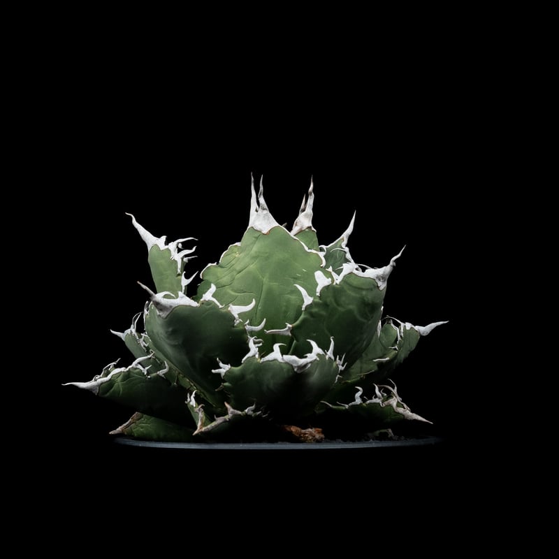 アガベ・チタノタ 夕映厳竜 / Agave titanota 'Solar Eclipse'