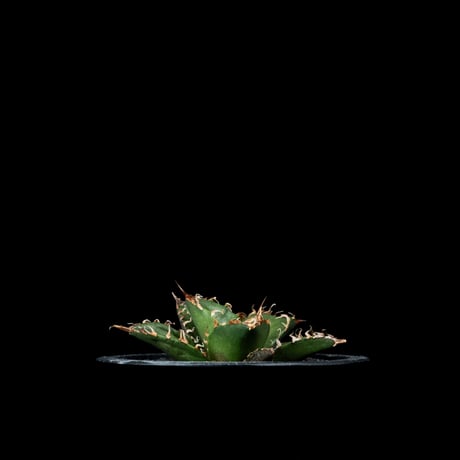アガベ チタノタ シーザー / Agave titanota ‘Caesar’ #43