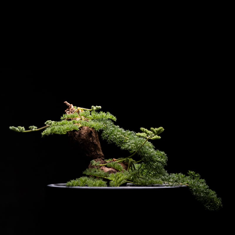 ペラルゴニウム トリステ　2 ペラルゴニウム トリステ 2 【公式通販】