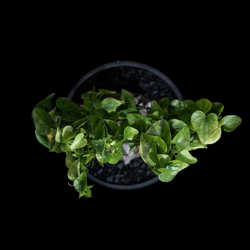 ディオスコレア 亀甲竜 / Dioscorea elephantipes #5 | Ducks