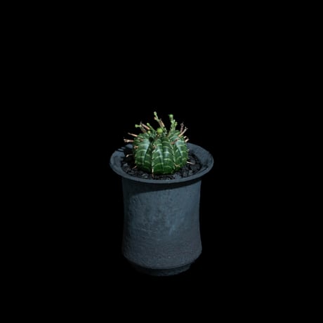 ユーフォルビア バリダ / Euphorbia meloformis ssp. valida #6