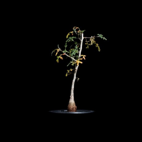 CATEGORY コーデックス(夏型塊根植物) | Ducks ( plants. ) CATEGORY コーデックス(夏型塊根植物) | Ducks ( plants. )