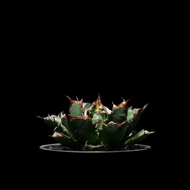 アガベ チタノタ 姫厳竜 / Agave titanota 'Dwarf' | Ducks ( アガベ チタノタ 姫厳竜 / Agave titanota 'Dwarf' | Ducks (