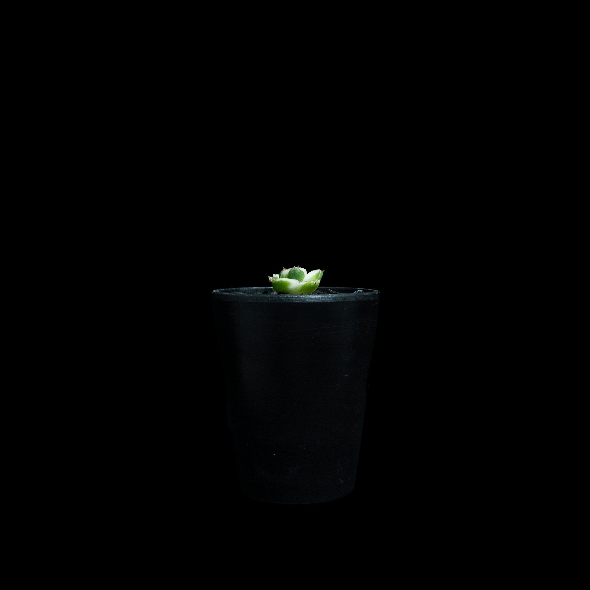 アガベ 王妃笹の雪 A型 白覆輪斑 ピンキー / Agave filifera var. co