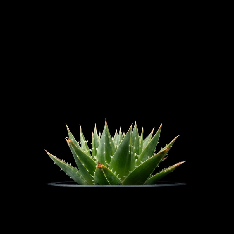 アロエ ポリフィラ / Aloe polyphylla #1 | Ducks ( plants. )