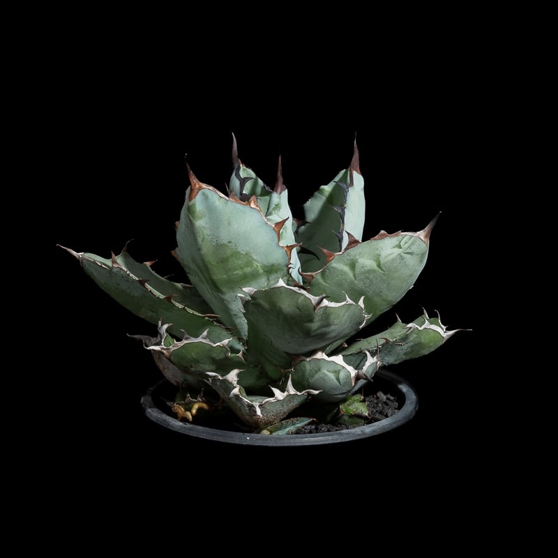 アガベ チタノタ ブラック&ブルー / Agave titanota 'Black & Blu