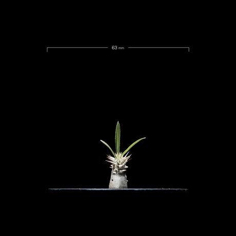 パキポディウム グラキリス / Pachypodium rosulatum var. gracilius #6
